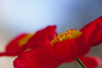 Poppy, Papaver, Close up of red coloured flower growing outdoor showing stamen.