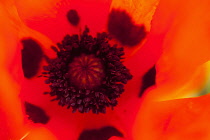 Poppy, Papaver, Close up of red coloured flower growing outdoor showing stamen.