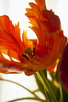Tulip, Tulipa, Studio shot of orange coloured flower.