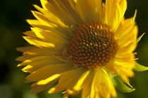 Gaillardia, Close up of yellow coloured flower growing outdoor.