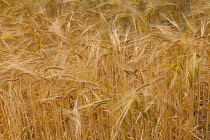 Wheat, Triticum, Field of golden ripe crop.