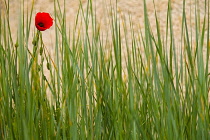 Poppy, Papaver, Single red flower growing outdoor amongst green foliage.