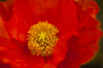 Poppy, Papaver, Close up of single red flower showing stamen.
