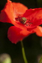 Poppy, Papaver, Close up of single red flower showing stamen.