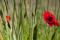 Poppy, Papaver, Single red flower growing outdoor among green foliage.