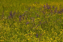 Salvia, Wild Salvia, Blue Sage, Salvia Patens, Mass of purple flowers growing outdoor in field of buttercups.