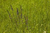 Salvia, Wild Salvia, Blue Sage, Salvia Patens, Mass of purple flowers growing outdoor in field of buttercups.