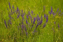 Salvia, Wild Salvia, Blue Sage, Salvia Patens, Mass of purple flowers growing outdoor in field of buttercups.