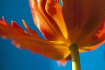 Tulip, Tulipa, Close up studio shot of orange coloured flower.