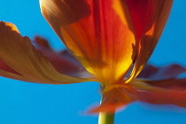 Tulip, Tulipa, Close up studio shot of orange coloured flower.