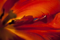 Tulip, Tulipa, Close up studio shot of red coloured flower.