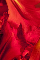 Tulip, Tulipa, Close up studio shot of red coloured flower.