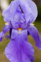Iris, Close up of mauve coloured flower growing outdoor.