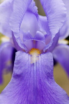 Iris, Close up of mauve coloured flower growing outdoor.