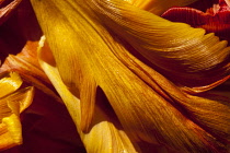 Tulip, Tulipa, Studio shot detail of a mass of orange petals.