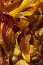 Tulip, Tulipa, Studio shot detail of a mass of orange petals.