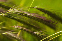 Wheat, Close up detail of green crop growing outdoor.