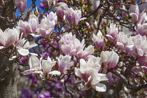 Magnolia, Magnolia x soulangeana 'Alba Superba', Pink blossoms growing outdoor on tree.