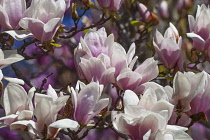 Magnolia, Magnolia x soulangeana 'Alba Superba', Pink blossoms growing outdoor on tree.
