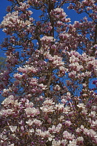 Magnolia, Magnolia x soulangeana 'Alba Superba', Pink blossoms growing outdoor on tree.