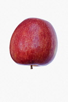 Apple, Malus domestica 'Braeburn', Studio shot of red fruit against white background.