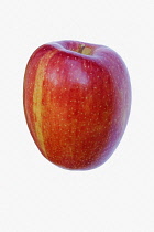 Apple, Malus domestica 'Braeburn', Studio shot of red fruit against white background.