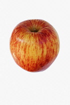 Apple, Cameo Apple, Malus domestica 'Cameo' Studio shot of red fruit against white background.