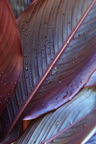 Canna lily, Indian shot, Canna x generalis, Close up showing pattern of leaf with water droplets.