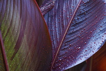 Canna lily, Indian shot, Canna x generalis, Close up showing pattern of leaf with water droplets.