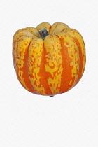 Squash, Carnival squash, Cucurbita pepo 'Carnival', Studio shot of single orange coloured fruit against white background.