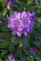 Rhododendron, Mountain rosebay, Rhododendron catawbiense, Close up image of purple flowers and buds growing outdoor.