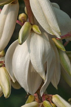 Yucca, Yucca filamentosa, Close up of white flowers growing outdoor.