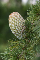 Deodar, Cedrus deodara, Close up detail of cone growing outdoor on the tree.