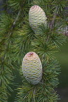 Deodar, Cedrus deodara, Close up detail of cones growing outdoor on the tree.
