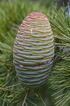 Deodar, Cedrus deodara, Close up detail of cone growing outdoor on the tree.
