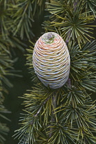 Deodar, Cedrus deodara, Close up detail of cone growing outdoor on the tree.