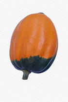 Squash, Winter squash 'Golden Acorn', Cucurbita pepo 'Golden Acorn', Studio shot of orange coloured fruit against white background.