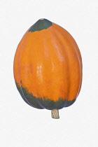 Squash, Winter squash 'Golden Acorn', Cucurbita pepo 'Golden Acorn', Studio shot of orange coloured fruit against white background.