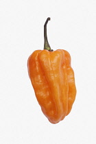 Chilli, Habanero chilli, Capsicum chinense 'Habanero', Studio shot of orange coloured fruit against white background.