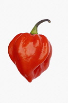 Chilli, Habanero chilli, Capsicum chinense 'Habanero', Studio shot of red fruit against white background.