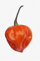 Chilli, Habanero chilli, Capsicum chinense 'Habanero', Studio shot of orange coloured fruit against white background.