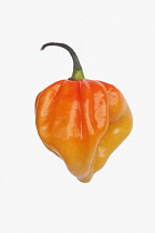 Chilli, Habanero chilli, Capsicum chinense 'Habanero', Studio shot of orange coloured fruit against white background.