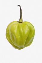 Chilli, Habanero chilli, Capsicum chinense 'Habanero', Studio shot of green fruit against white background.