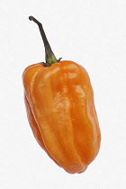 Chilli, Habanero chilli, Capsicum chinense 'Habanero', Studio shot of orange coloured fruit against white background.