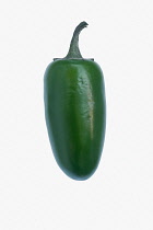 Chilli, Jalapeno chilli, Capsicum annuum, Studio shot of green fruit against white background.