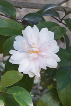 Camellia, Camellia 'Jean May', Camellia sasanqua 'Jean May', Delicate pink coloured flower growing outdoor.