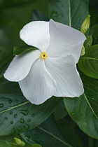 Periwinkle, Madagascar periwinkle, Catharanthus roseus, Close up of delicate white flower growing outdoor.