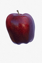 Apple, Apple 'Red Delicious', Malus domestica 'Red Delicious', Studio shot of red fruit against white background.