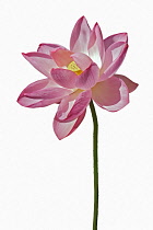 Lotus, Sacred lotus, Nelumbo nucifera, Close up of pink coloured flower cut out from its background.
