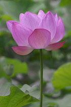 Lotus, Sacred lotus, Nelumbo nucifera, Close up of pink coloured flower growing outdoor.